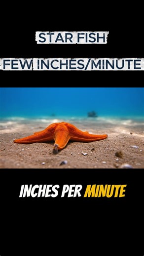The Starfish – Nature’s Slow Survivor ⭐ | Animal Facts #Shorts
