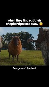 they got some baaaa-ddd news 😭🐑 The Sheep Detectives is now streaming on Prime Video.