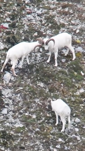 Billy Molls on Instagram: "One of the best sheep hunting adventures I’ve ever been a part of! #hunting #sheephunting #alaska #adventure #alaskahunting"