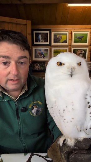 Here's Winston our Snowy Owl in all his glory. Truly stunning gentleman #falconry #birdsofprey #owl #owls #birds #snowy #snowyowl #hedwig | SMJ Falconry