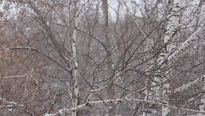 Snowfall Behind Window Stock Footage Video (100% Royalty-free) 9007792 | Shutterstock