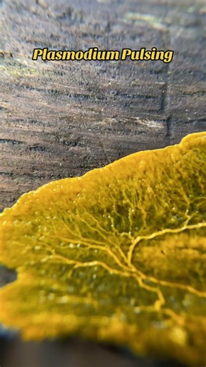 Listen to the soothing sounds of @Cosmo Sheldrake as you watch the rhythmic pulsing put on display by this mass of plasmodium. Acellular slime molds (Myxomycetes) fuse together to form one giant multinucleated cell, moving and crawling around their environment consuming organic matter in their path. As conditions dictate, they will start forming a spore bearing fruiting body called sporangia. These ceazy hanging structures at the end are the maturing sporangia of Bahamia utricularis. Here you ca