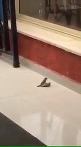 318K views · 4.9K reactions | Bird Revives Her Friend After He...