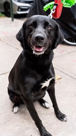 The Dogist on Instagram: "Onyx, Labrador Retriever/Great Pyrenees mix, Garfield Pl. & Prospect Park West, Brooklyn, NY • “She takes her commands in Chinese and French – she’s from a trilingual household.” How many languages does your dog speak?"