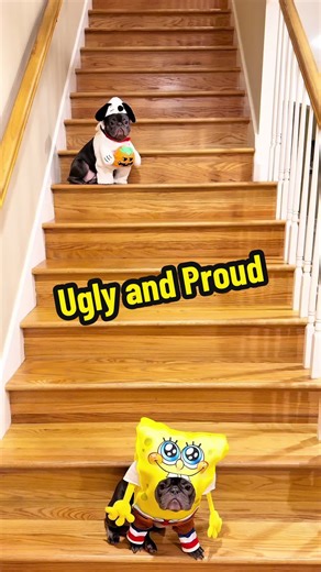 Funny French Bulldog Moments with Spongebob Theme