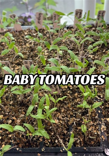 Started way more tomato seeds than I have room for… again (but on purpose) 😂🌱 I’ve got over 100 seedlings going, but realistically my garden only fits about 10 (okay maybe a few more if I start getting creative 👀). The rest will be going to family and friends because no plant gets left behind over here 🍅💚 #gardening #tomato #growyourownfood #urbangardening #seedstarting