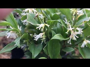 Sarcococca humilis