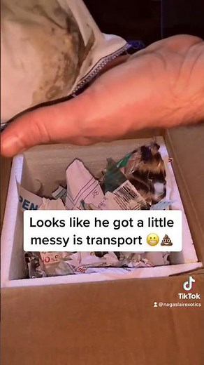 Snake unboxing!! 📦 #ballpython #snake #animals #unboxing #unboxingvideo #pets