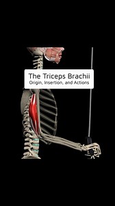 𝗧𝗛𝗘 𝗧𝗥𝗜𝗖𝗘𝗣𝗦 𝗕𝗥𝗔𝗖𝗛𝗜𝗜 👊 Watch this video to see its origin, insertion, actions, and strengthening & stretching exercises 🤓 𝗛𝗲𝗿𝗲 𝗮𝗿𝗲 𝗮 𝗳𝗲𝘄 𝗳𝗮𝗰𝘁𝘀 𝗮𝗯𝗼𝘂𝘁 𝘁𝗵𝗶𝘀 𝗺𝘂𝘀𝗰𝗹𝗲: 👉 It’s the largest muscle in the upper arm and is responsible for extending the elbow joint. 👉 In Latin, it means "three-headed muscle of the arm." 👉 It has three heads (long, medial, and lateral) which originate at different points on the scapula and humerus. 👉 The three heads unite 