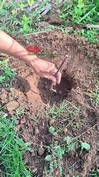 Planting grape rootstock