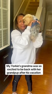231K views · 14K reactions | I’m not sure who was more excited Chip or Grandma 藍 #reunion #yorkielove #grandpuppy | Lauren Andrews | Facebook