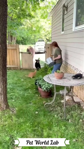 Bear Breaks Into Yard — Dog and Cat Save Their Owner! #Animals #Bear #Dog #Cat #Rescue #Wildlife #Shorts #Teamwork #usa #pet #husky #reelsfypシ #reelsfbシ #reelschallenge #fbreelsfypシ゚ #reelvideo | Parrot Life Daily