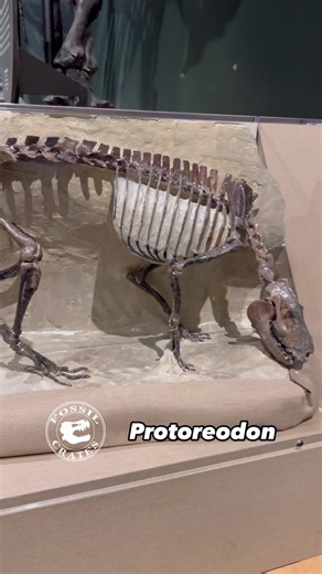 Exploring the Fascinating Oreodonts of the Eocene