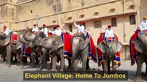 5.3K views · 67 reactions | World Elephant Day 2021: Village in Jaipur is home to gentle giants | The Times of India | Facebook