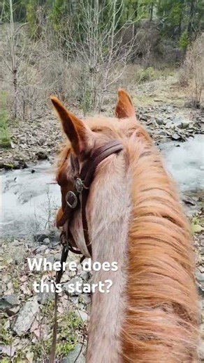 Where does this creek start… had to follow it 🐎🌿 #horse #trailride #pov #nature #adventure