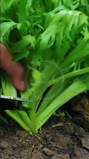 Endive Lettuce Harvesting: The Ultimate Rhythmic Garden Slice! 🥬🔪 #farmoratv #nature #asmr
