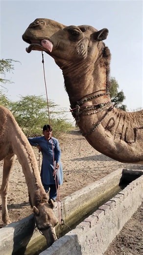 camel sound 🔊 #camel wondefull