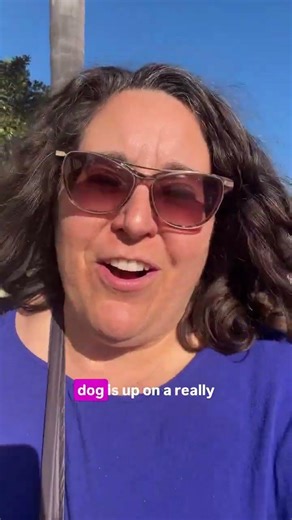 Every dog should be trained to wear dog booties