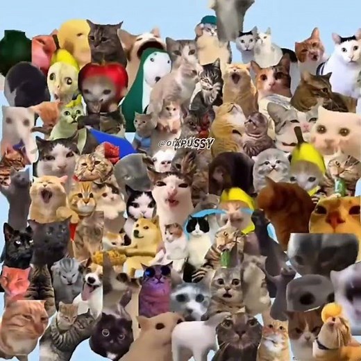 🇩🇪🐱 German Cat Meme vs. All Cat Memes