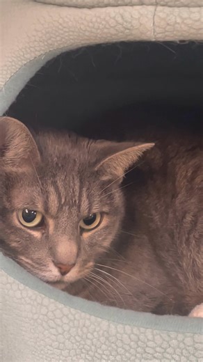 3.1K views · 63 reactions | Adoption Hours today 11-1PM. Stop by and meet the feline crew. All available for adoption.  View our Petfinder for more details on everyone: https://www.petfinder.com/member/us/ma/attleboro/friends-of-attleboro-animal-shelter-ma78/  P.S. THANK YOU for all the generous donations we received over the past few days. We are SO grateful.  | Friends of Attleboro Animal Shelter | Facebook