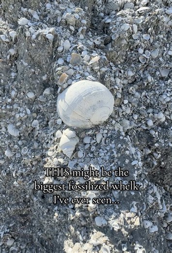 Exploring the Giant Whelk Fossil Discovery in Florida