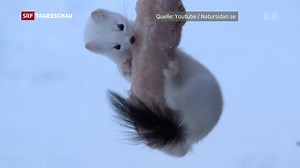 Hermelin ist «Tier des Jahres»