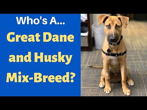 Should you get a Great Dane Husky Mix-breed for yourself?