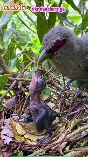 Why Baby Birds Eat Their Parents’ Poop 😮🐦