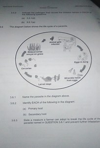 3.6 The diagram below shows the life cycle of a parasite.3.6.... | Filo
