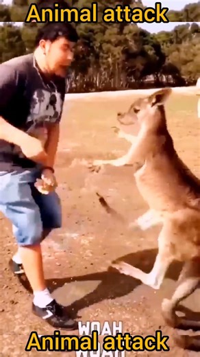 funny animals attack on people #shorts #viral #funnyanimal #trending