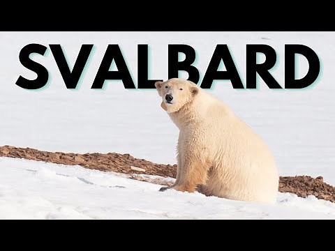 Svalbard Expedition: Polar Bears & Arctic Wildlife | Expedition Cruise with Quark Expeditions