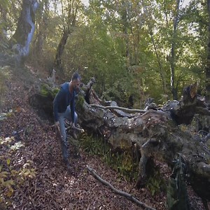 Bushcraft Survival Shelter_I built a Bushcraft Wooden Hut in the Wild p3 | Camping videos Survival