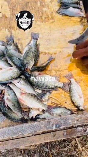 780K views · 10K reactions | የሰደፏ ታሪክ Ethio-event @topfans #Ethiopia #ethiopian_tik_tok | Ethio-event | Facebook