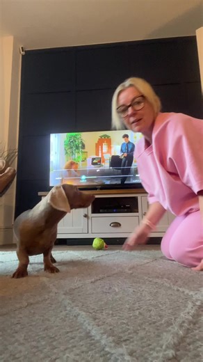 Coco the Dachshund Learning New Tricks