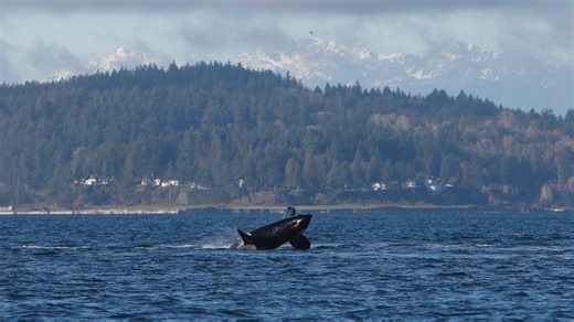 Orca whales delight Seattle onlookers with breaches and tail slaps in rare close encounter