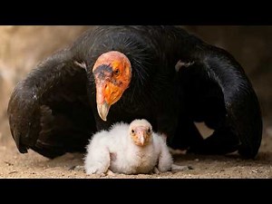 Only 22 Birds left on earth — How This Bird Refused To Disappear | California Condor Full Life Cycle