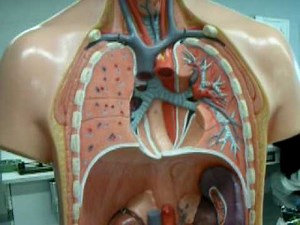 Circulation