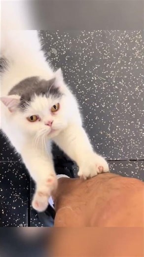 "Pets Being Hilariously Silly"