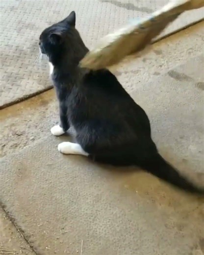 Adopted pets can be the best pets. #barndog #barncat #acd ##cattledog