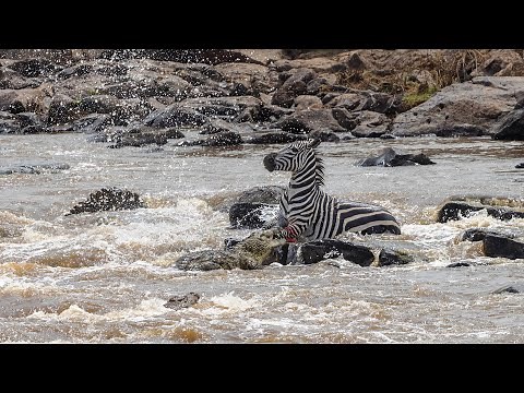 Zebra Survives Crocodile Attack