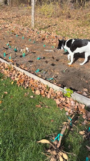 Why are dahlias so expensive? Because they are total divas in the growing season and then in the fall they break you (physically and mentally) with this $&!% | Bloomsbury Fields