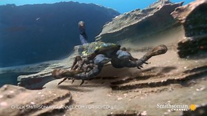 24K views · 417 reactions | Most scorpions grow to be about 6" long....
