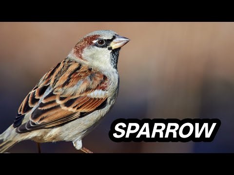 10 Sparrow Birds You See Daily But Never Notice ||