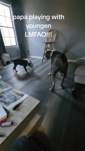 blue_the _pittbull (@blue_the_pittbull)’s videos with original sound - blue_the _pittbull