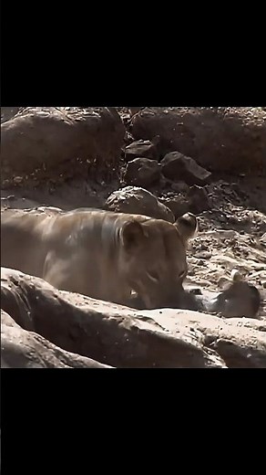 🦁 Lion vs Warthog | Wild Hunt in the African Savannah!