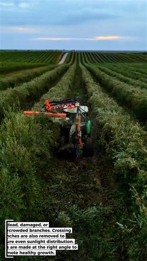 Olive Tree Pruning Process
