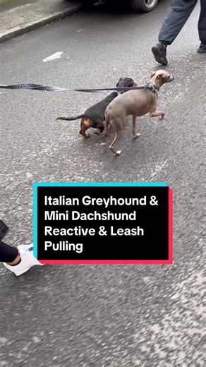 Reactive Dog Training for Italian Greyhound and Mini Dachshund