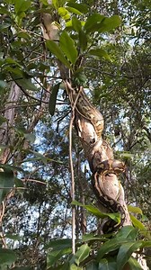 2.2K views · 29 reactions | Coastal Carpet Python showing off its climbing skills after being relocated by our snake catcher Janelle, from a Pimpama home this week. | Snake Catchers Brisbane & Gold Coast 0413 028 081 | Facebook