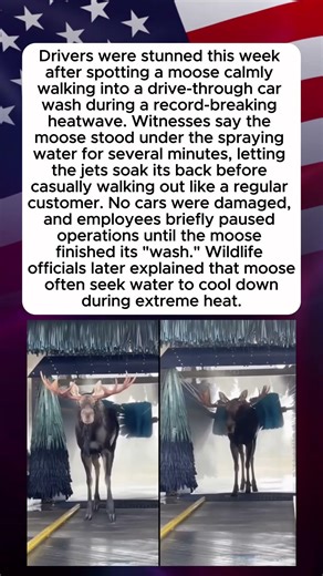 The Moose Who Needed a Bath