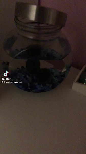 Cleaning out the mossies 🥰#mossball #pet #marimomossball #foryoupage #mossballpets #fyp #mossballs #mossballtok #mossballcare #happymossballs